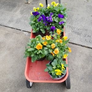 Meet your Posher, Tricia